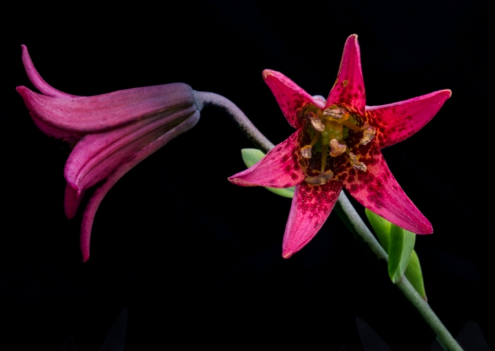 Lilium bolanderi, Bloander's Lily.jpg